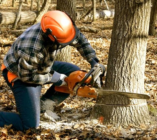 Tree Removal in Leslie, MO